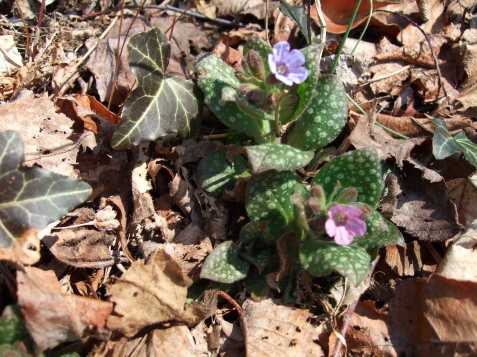 pulmonaria pulmonaria