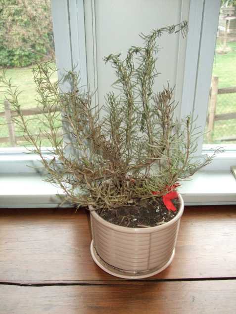 sad-rosemary sad-rosemary