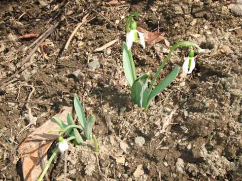 snowdrops snowdrops