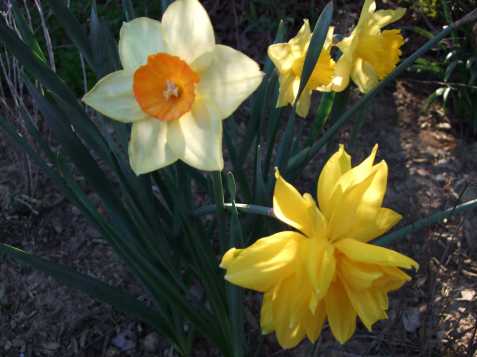 daffies daffies