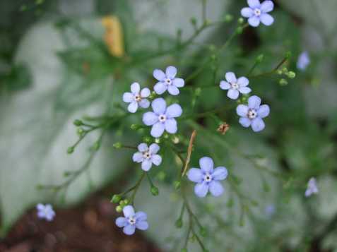 bugloss