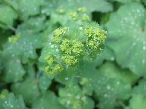 lady'smantle