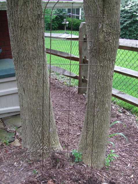 treetrellis treetrellis