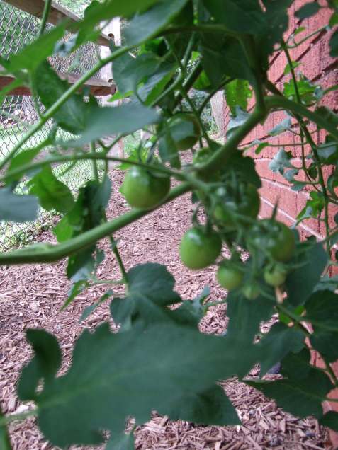 4thofjulytomato2 4thofjulytomato2