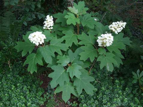 hydrangeas hydrangeas