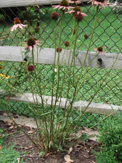 purpleconeflower1