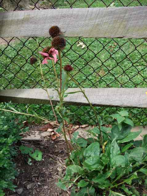 purpleconeflower2