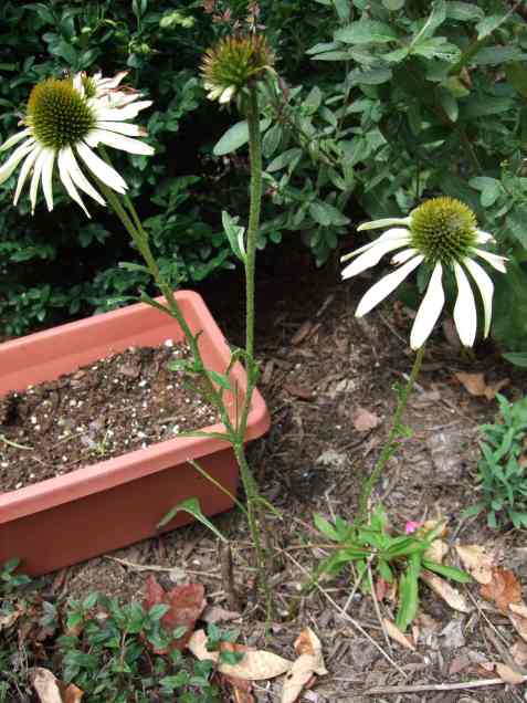 white coneflower