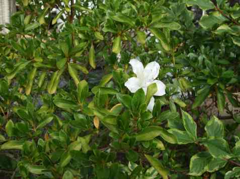 azalea in October