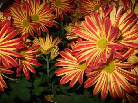 Mums're the word of the month