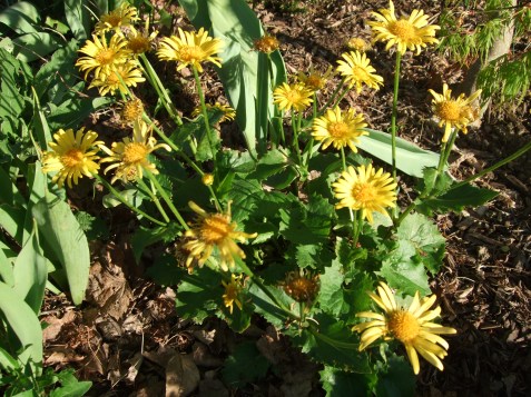 goodoldwhat'sitsname