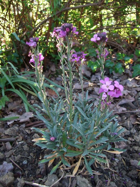 newsiberianwallflower