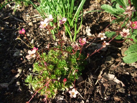 saxifrage